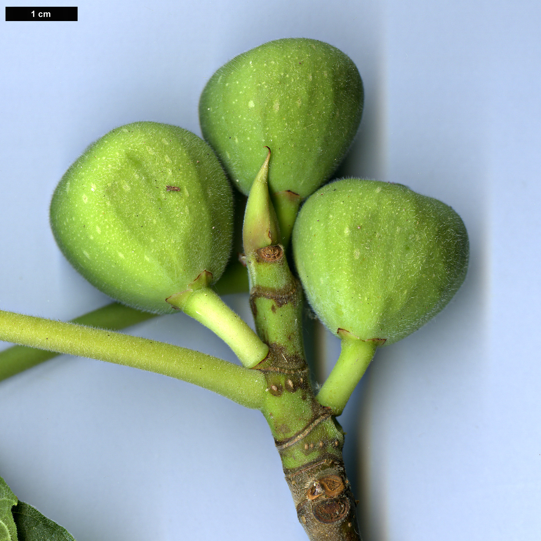 High resolution image: Family: Moraceae - Genus: Ficus - Taxon: palmata